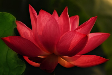 紅蓮類似這朵蓮花