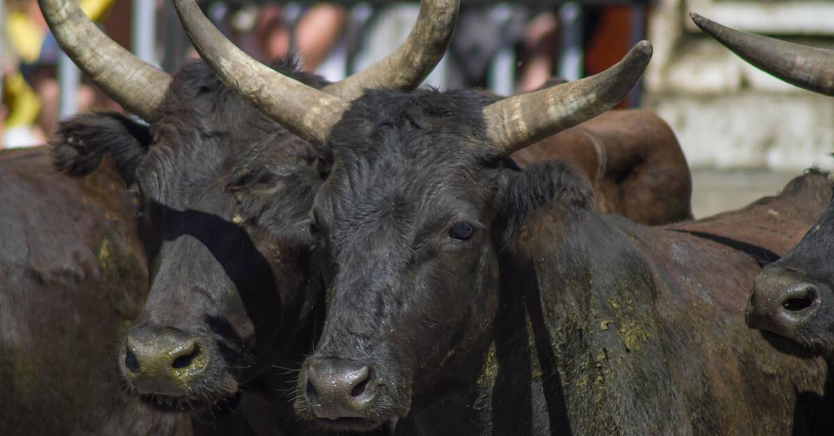 一頭有佛性的牛