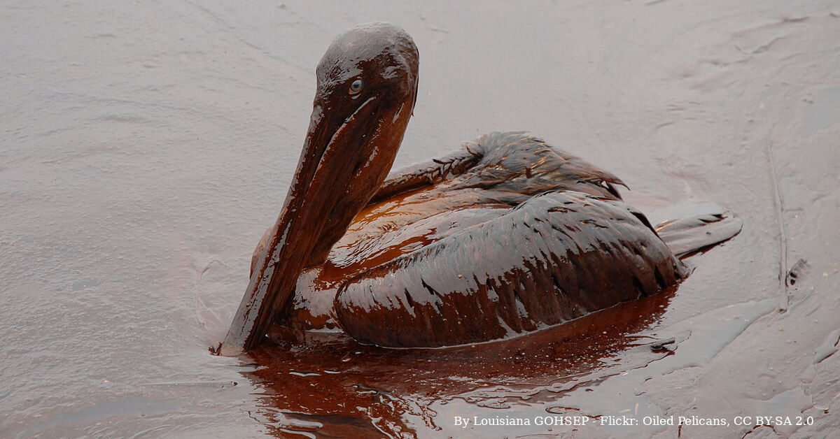 厚厚的油已經讓鵜鶘失去本來面目