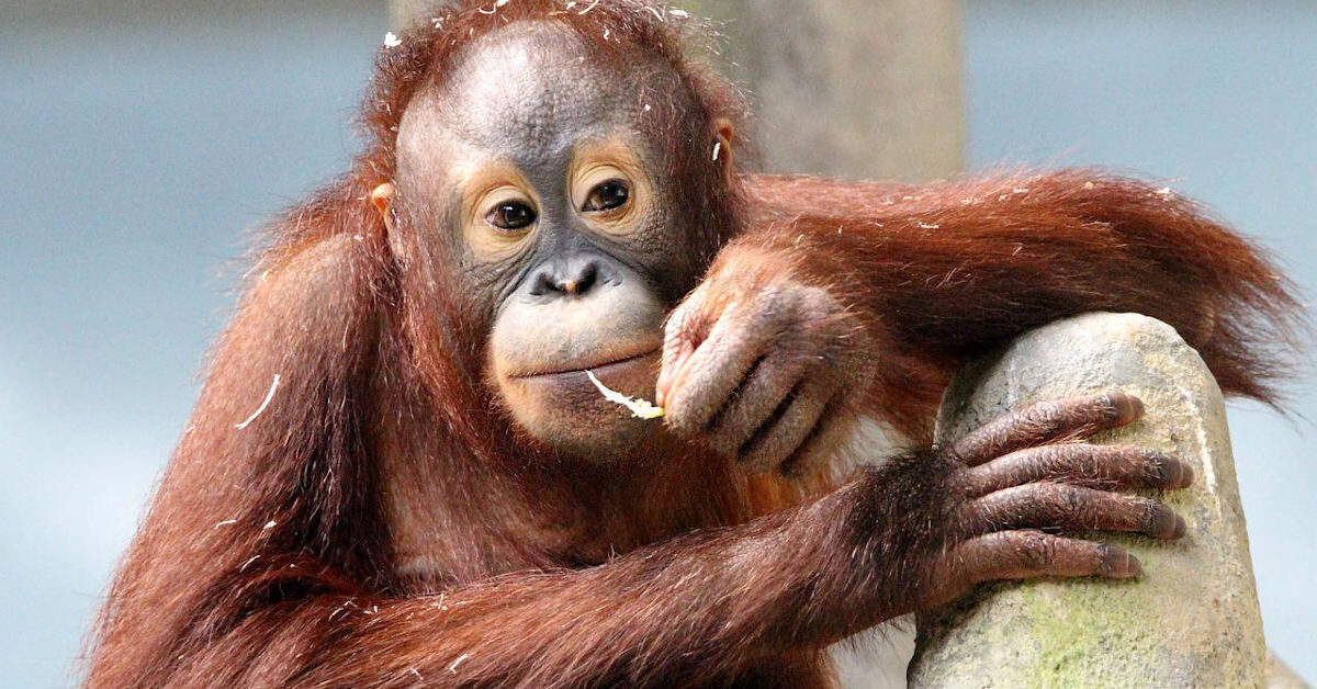 多種動物存預知未來能力