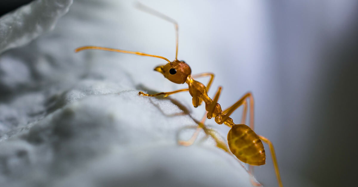 為一隻螞蟻引路