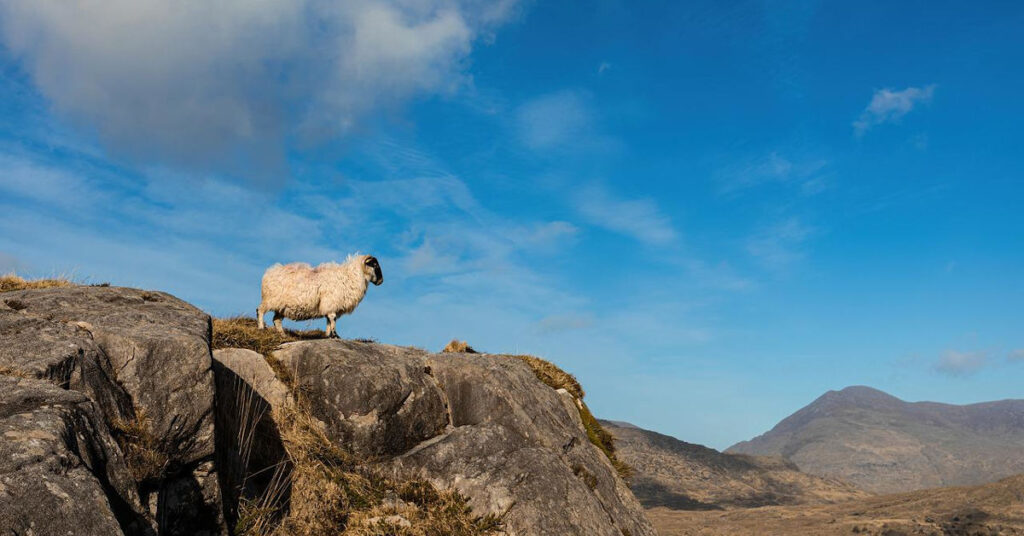 土耳其綿羊集體跳崖自殺