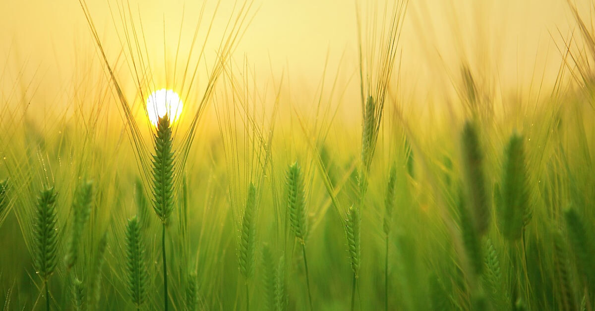 美國轉基因小麥震動全球