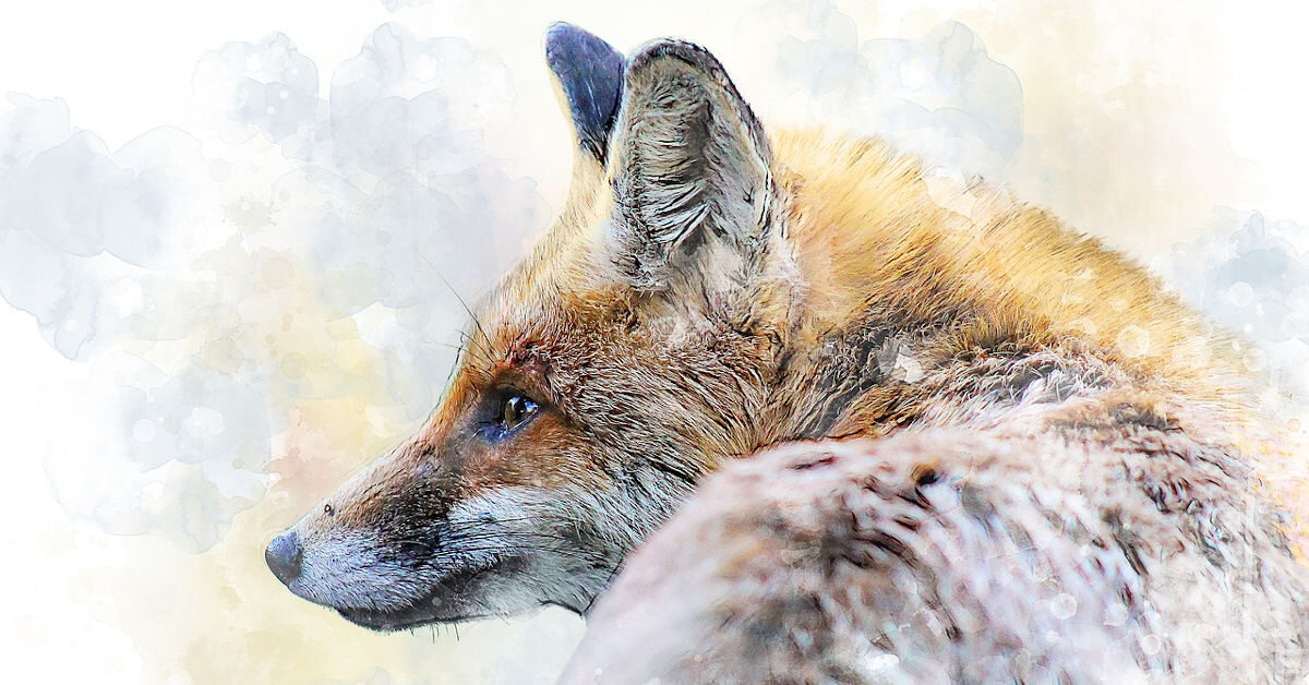 野狐在地震中救人的故事